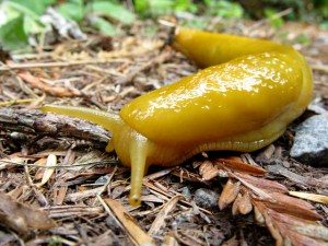 banana_slug_by_kungfufrogz13-d6xljxl