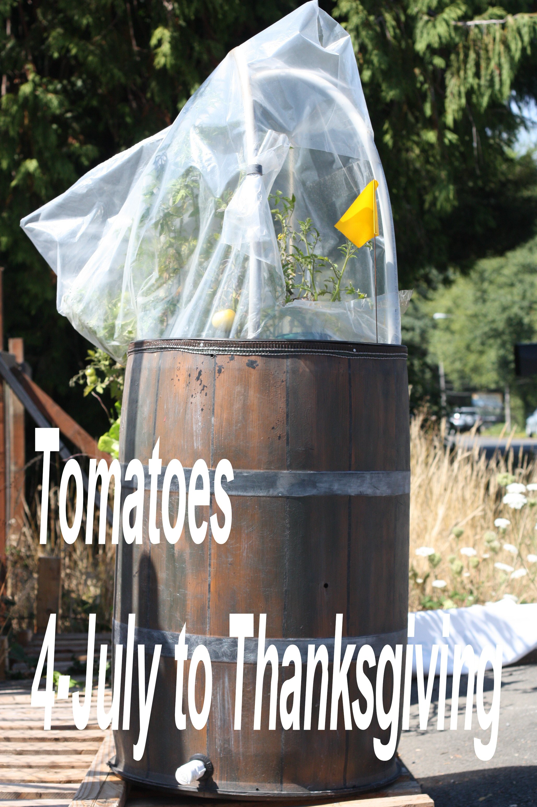 tomatobarrel_july 4