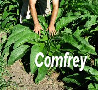 Comfrey_perfect_200