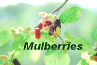 mulberrie_200