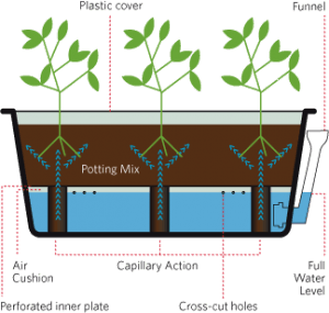 Growing-smarter-self-watering-system-300x285