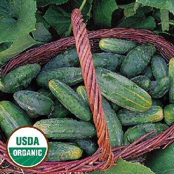 bushy-cucumber-organic