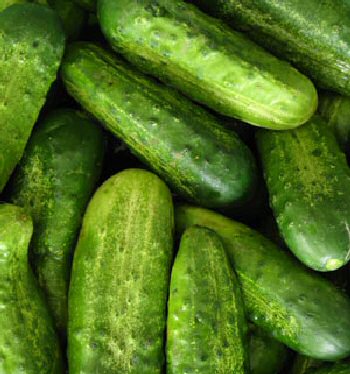 CucumberNationalPickling2.jpg