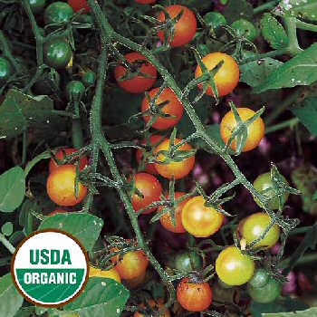 gold-rush-currant-tomato-organic