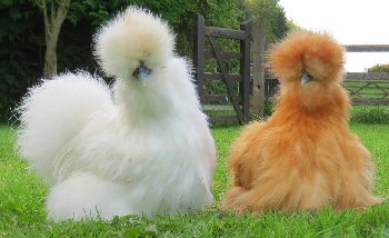 keeping-Chickens-Silkies