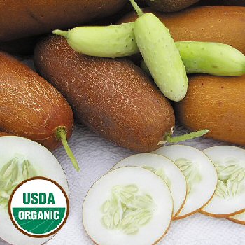 poona-kheera-cucumber-organic