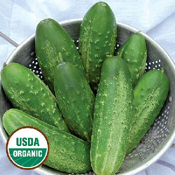 russian-pickling-cucumber-organic