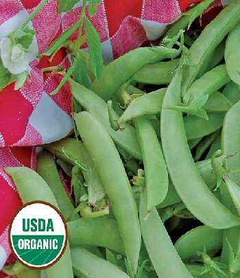 amish-snap-pea-organic