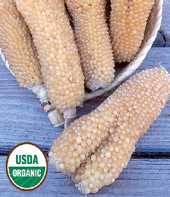 bear-paw-corn-organic
