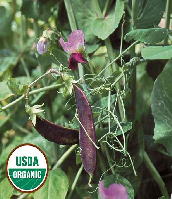 blue-podded-shelling-pea-organic