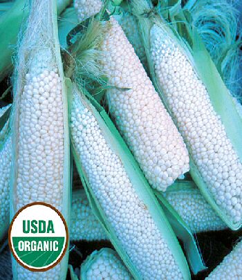 country-gentleman-corn-organic