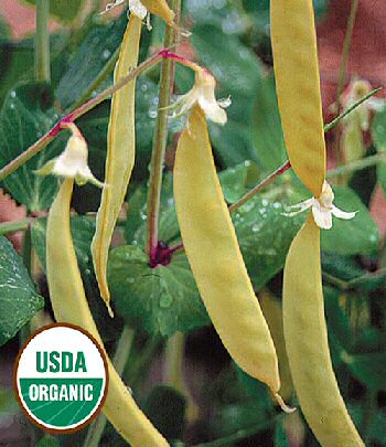 golden-sweet-pea-organic