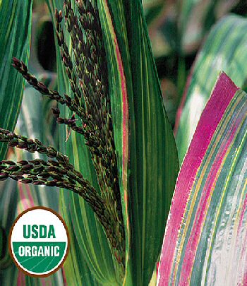 japonica-striped-maize-corn-organic