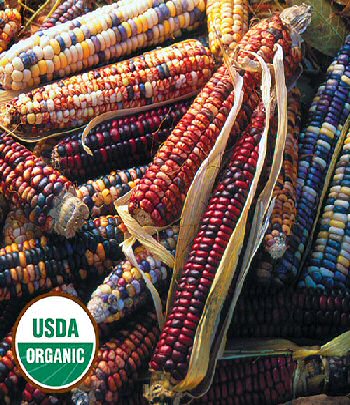 mandan-bride-corn-organic