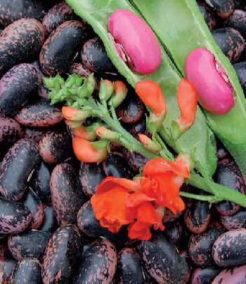 scarlet-runner-runner-bean