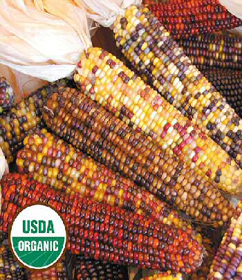 smoke-signals-corn-organic