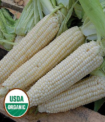 stowells-evergreen-corn-organic