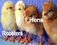 red-star-chicks-300x239-1