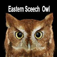 easternscreechowl