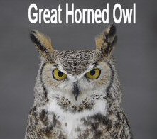 great_horned_owl3