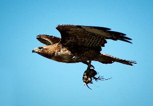 red-tailed-hawk-flying-with-food