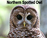 spotted-owl