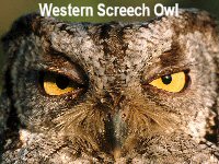 western-screech-owl-montana