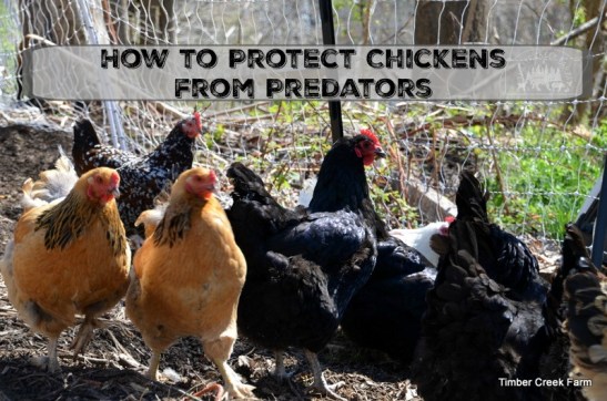protect-chickens-from-predators