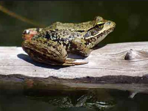 frog